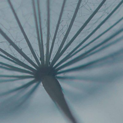 Papier peint panoramique Dandelion, Bleu 300 x 250cm