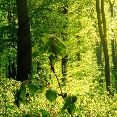 Papier peint panoramique intissé forêt dans les bois vert, 14 lés, L.280 x l.700cm IDPanneaux
