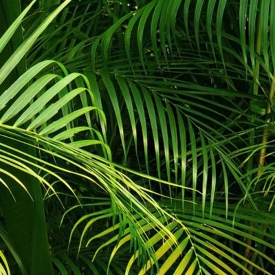 Papier peint panoramique intissé forêt fougère tropicale vert foncé, 16 lés, L.280 x l.800cm IDPanneaux