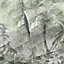Papier peint panoramique Intissé GoodHome Tanan vert pâle 184 x 248 cm