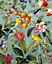 Papier peint panoramique Komar Birds and Berries L.2 m x l.250 cm