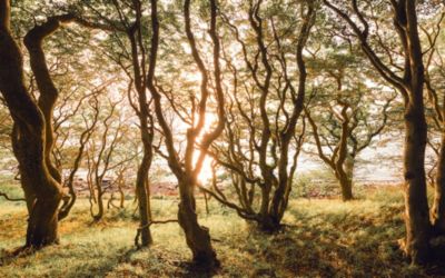 Papier peint panoramique Komar Bold birch L.4 m x l.250 cm