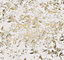 Papier peint panoramique Komar Golden Feathers L.3 m x l.280 cm