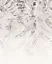 Papier peint panoramique Komar Illuminating Ivy L.2 m x l.250 cm