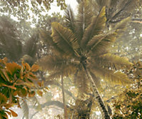 Papier peint panoramique Komar Palms panorama L.3 m x l.250 cm