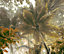 Papier peint panoramique Komar Palms panorama L.3 m x l.250 cm