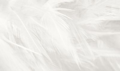 Papier Peint Plumes Leroy Merlinnull