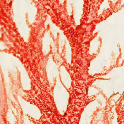 Papier peint panoramique sur intissée de Komar - Catchy Corals - Taille: 200 x 250 cm