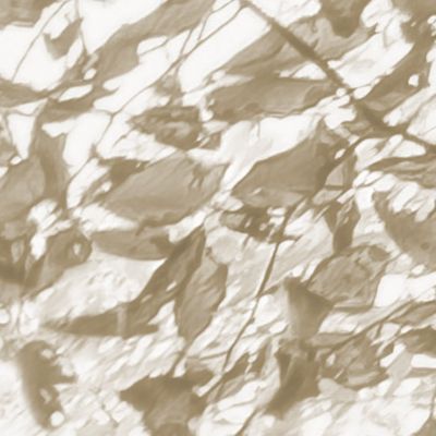Komar Wandbild - Bleached Leaves - Größe: 50 x 70 cm - Poster, Kunstdruck, Dekoration, Wohnzimmer, Schlafzimmer (ohne Rahmen