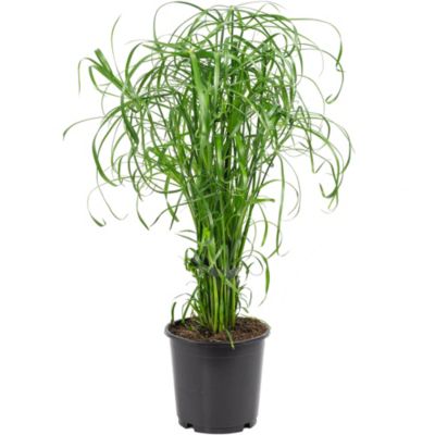 Papyrus alternifolié - plante d'intérieur facile d'entretien, Cyperus alternifolius - hauteur env. 60 cm, pot-diam. 14 cm