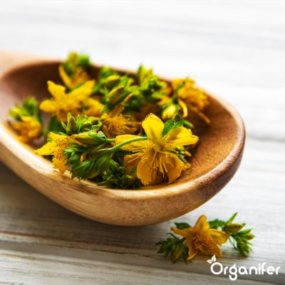 Paquet De Graines D'Herbes Médicinales - 10 Variétés - Pour La Santé Naturelle - Organifer