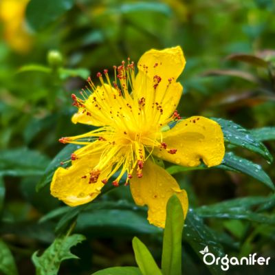Paquet De Graines D'Herbes Médicinales - 10 Variétés - Pour La Santé Naturelle - Organifer