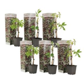 Parthenocissus 'Wilde Wingerd' - Set de 6 - Pot 9cm - Hauteur 25-40cm