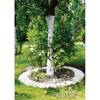 Pavé Tour d'arbre Cloître sienne courbée