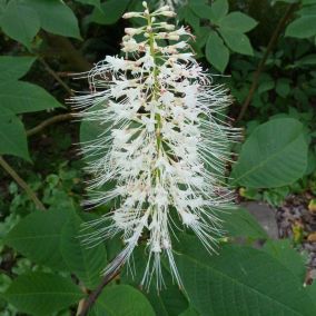 Pavier blanc - Aesculus Parviflora  - 60-80 cm pot