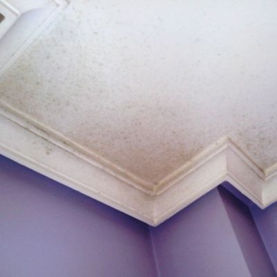 Peinture mate anti-moisissure pour intérieur (25 kg, Acrylique mat). Peinture respirante qui empêche la condensation