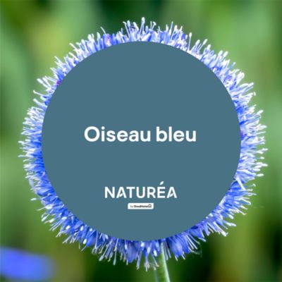 Peinture murs et boiseries oiseau bleu velours GoodHome Naturéa 2 L