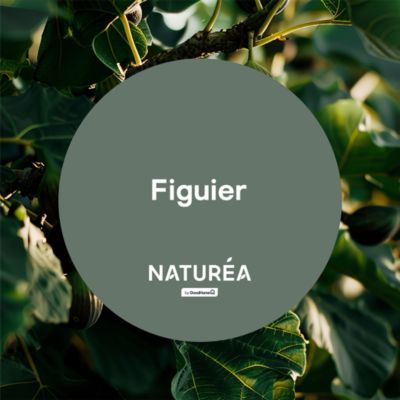 Peinture murs et boiseries vert figuier velours GoodHome Naturéa 2 L