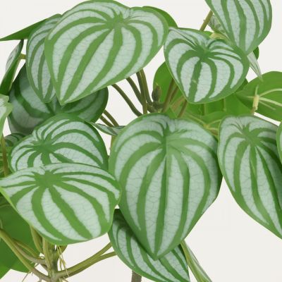 Peperomia artificiel pot effet cannage 40cm