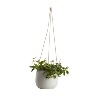 Peperomia, pot en céramique suspendu, 13cm