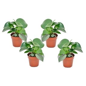 Peperomia Raindrop - Set de 4 - Pot 12cm - Hauteur 20-30cm