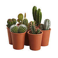 Petit cactus avec pot en terre cuite, 5,5cm