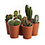 Petit cactus avec pot en terre cuite, 5,5cm