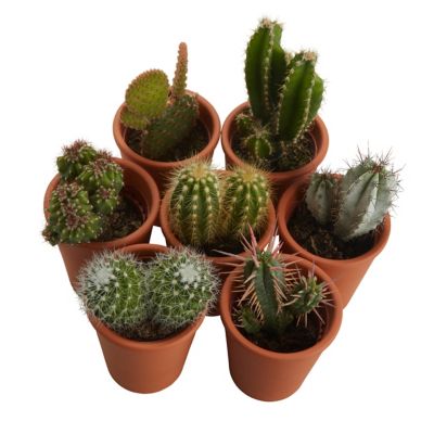 Petit cactus avec pot en terre cuite, 5,5cm