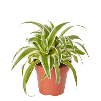 Petite plante araignée en pot de 12 cm