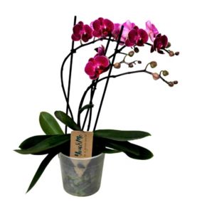 Phalaenopsis Multiflora - Orchidée Pourpre - Pot 12cm - Hauteur 35-45cm