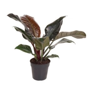 Philodendron 'Imperial Red' - Plante d'intérieur - Pot19 cm - Hauteur 50-55cm