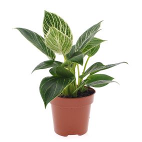 Philodendron 'Vague blanche' - Pot 12cm - Hauteur 20-30cm