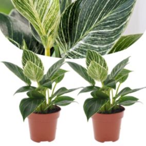 Philodendron 'Vague blanche' - Set de 2 - Pot 12cm - Hauteur 20-30cm