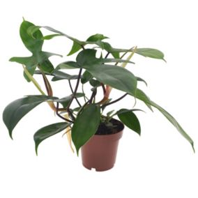 Philodendron 'Vert de Floride' - Pot 12cm - Hauteur 20-30cm