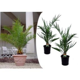 Phoenix Canariensis - Hauteur 50-60cm - Set de 2 - Palmier Resistant - Pot 15cm