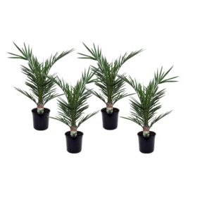 Phoenix Canariensis - Hauteur 50-60cm - Set de 4 - Palmier Resistant - Pot 15cm