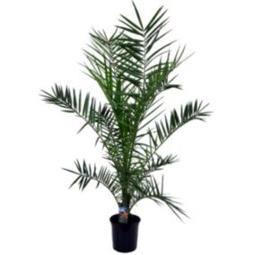 Phoenix Canariensis -  Hauteur 80-100cm - Palmier Exterieur Resistant - Pot 19cm