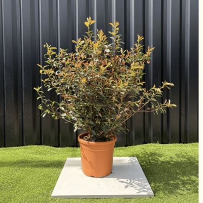 Photinia Fraseri Compacta Carré Rouge Hauteur 100 cm