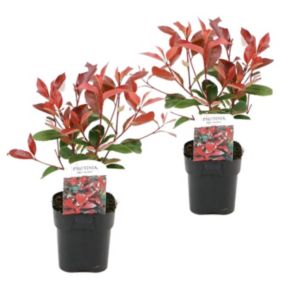 Photinia fraseri 'Red Robin' - Set de 2 - Persistantes - Pot17cm - Hauteur 30-40cm