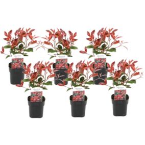 Photinia fraseri 'Red Robin' - Set de 6 - Persistantes - Pot17cm - Hauteur 30-40cm