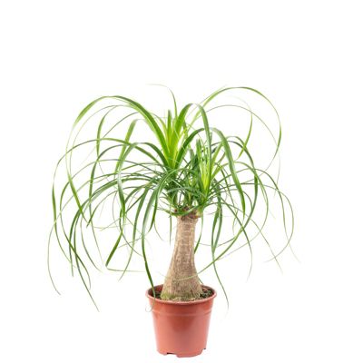 Pied d'éléphant 1 tronc - plante d'intérieur facile d'entretien, Beaucarnea - hauteur env. 40 cm, pot-diam. 14 cm
