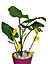 Piège englué floral pour plantes d'intérieures Biotop (6 tiges et 12 plaques)