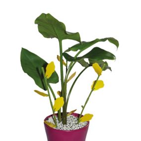 Piège englué floral pour plantes d'intérieures Biotop (6 tiges et 12 plaques)