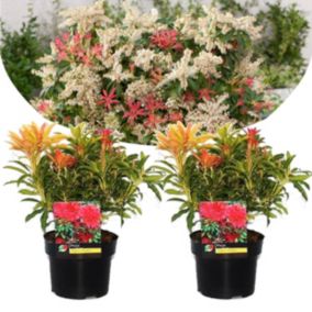 Pieris 'Flamme de forêt' - Set de 2 - Robuste arbuste - Pot17cm - Hauteur 25-40cm