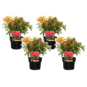 Pieris 'Flamme de forêt' - Set de 4 - Robuste arbuste - Pot17cm - Hauteur 25-40cm