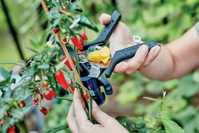 Pince de jardin à tuteurer Rapid GP238