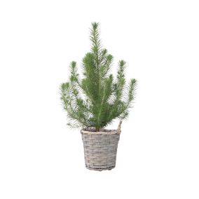 Pinus Pinea - Pin Parasol avec Panier Décoratif - Hauteur 40-50cm - Pot 15cm