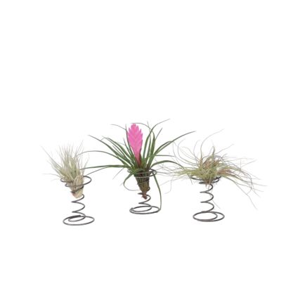 Tillandsia guatemalensis – Plante aérienne exotique