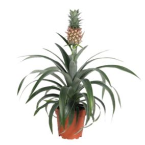 Plante ananas 'Mi Amigo' - plante anti-ronflement - Pot 12cm - Hauteur 35-45cm