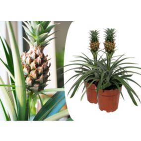 Plante ananas 'Mi Amigo' - Set de 2 - Pot12cm - Hauteur 35-45cm